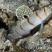 shrimpgoby_randalls_cr_hsb_r_h_0349_kom3350.jpg